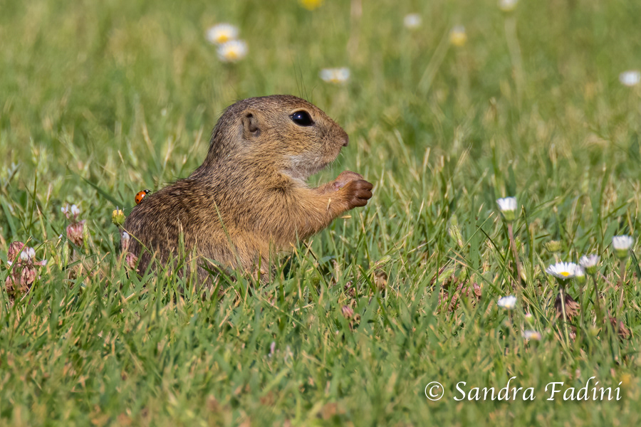 Europäischer Ziesel (Spermophilus citellus) 01 - Österreich