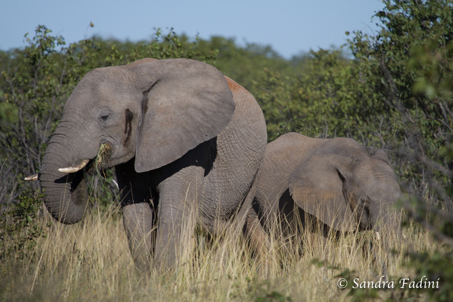 Afrikanische Elefanten (Loxodonta africana) 25 - Namibia
