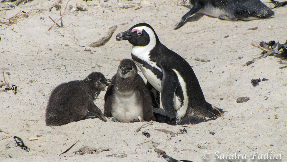 Brillenpinguin (Spheniscus demersus) 03 - Erwachsenes Tier mit Jungtieren (Südafrika)