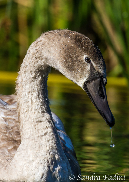 Höckerschwan (Cygnus olor) 05 - Jungvogel