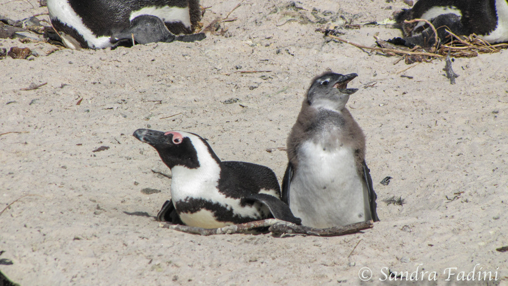Brillenpinguin (Spheniscus demersus) 06 - Mutter mit Jungtier (Südafrika)