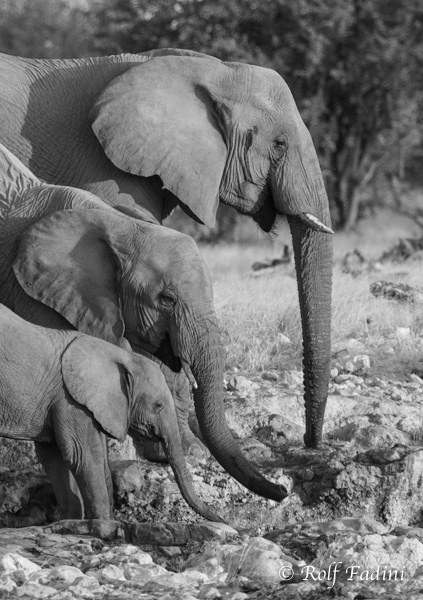 Afrikanische Elefanten (Loxodonta africana) 21 - Namibia
