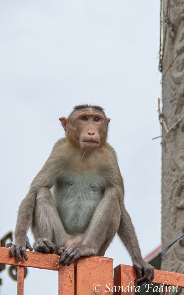 Indischer Hutaffe (Macaca radiata) 02 - Indien