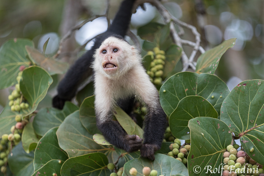 Weißschulterkapuzineraffe (Cebus capucinus) 01 - Costa Rica