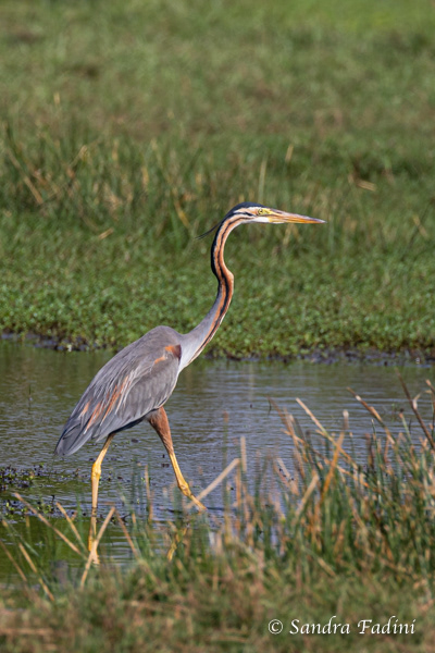 Purpurreiher (Ardea purpurea) 03 - Sri Lanka