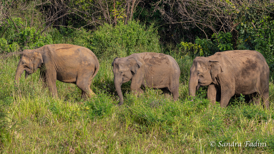 Asiatischer Elefant (Elephas maximus) - Sri Lanka