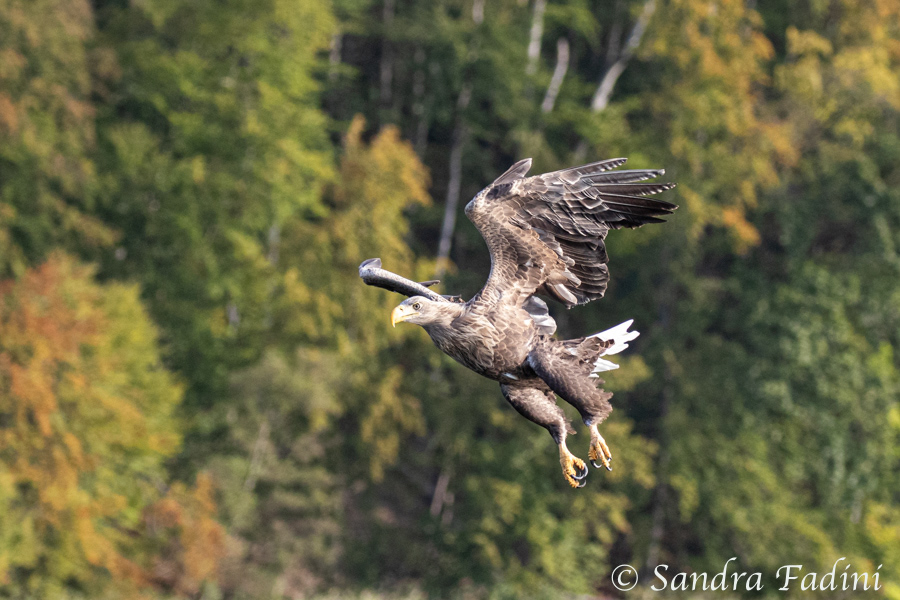 Seeadler (Haliaeetus albicilla) 02