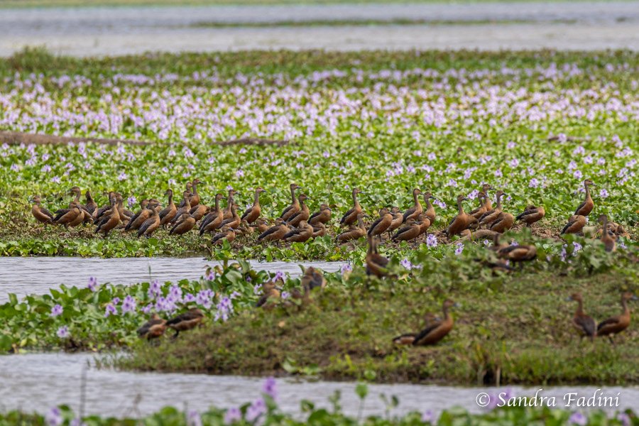 Zwergpfeifgans (Dendrocygna javanica) 04 - Sri Lanka