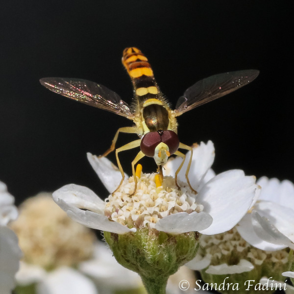 Gewöhnliche Langbauchschwebfliege (Sphaerophoria scripta) 01 - Männchen