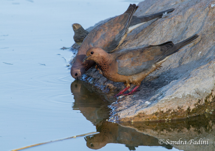 Palmtaube (Streptopelia senegalensis) 02 - Namibia