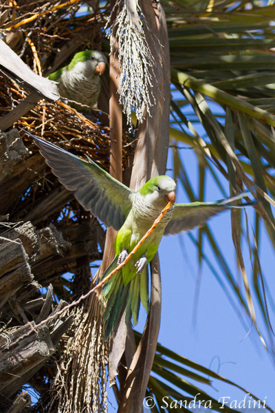 Mönchssittich (Myiopsitta monachus) 01 - Spanien