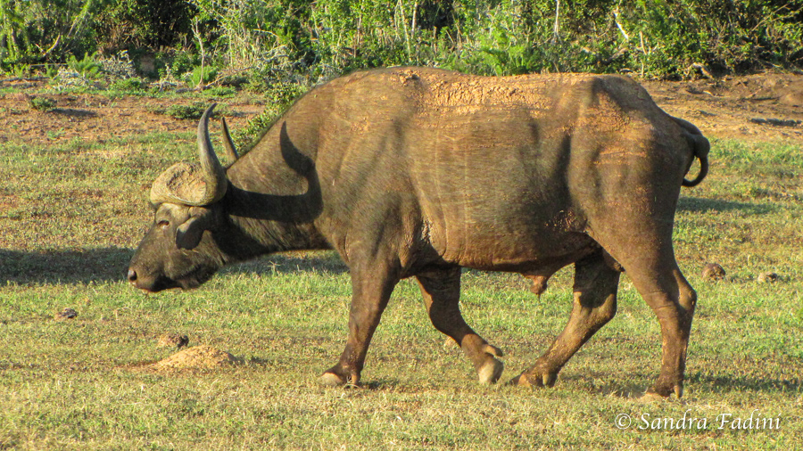 Kaffernbüffel (Syncerus caffer) 04 - Südafrika