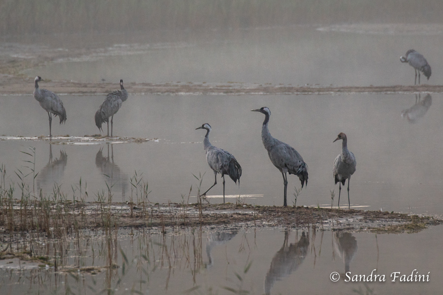 Kranich (Grus grus) 09 - im Morgengrauen