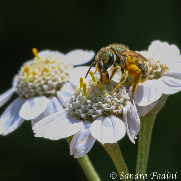 Goldgelbe Furchenbiene (Halictus subauratus) 03 - auf Sumpf-Schafgarbe (Achillea ptarmica)