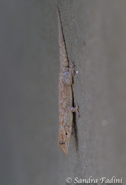 Boultons Namib Taggecko (Rhoptropus boultoni) 03 - Namibia