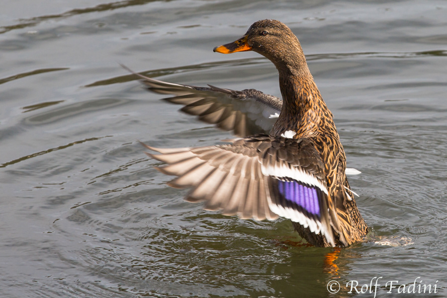 Stockente (Anas platyrhynchos) 03 - Weibchen