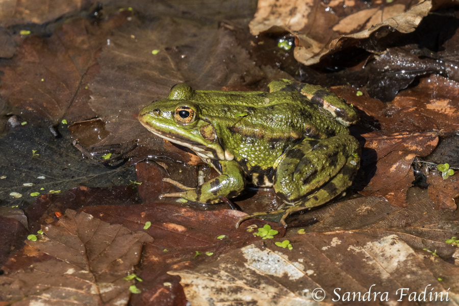 Teichfrosch (Rana esculentus) 01