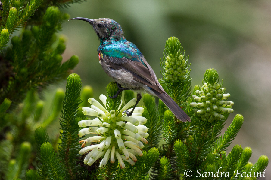 Rotbrust-Glanzköpfchen (Chalcomitra senegalensis) 02 - Männlicher Jungvogel (Südafrika)