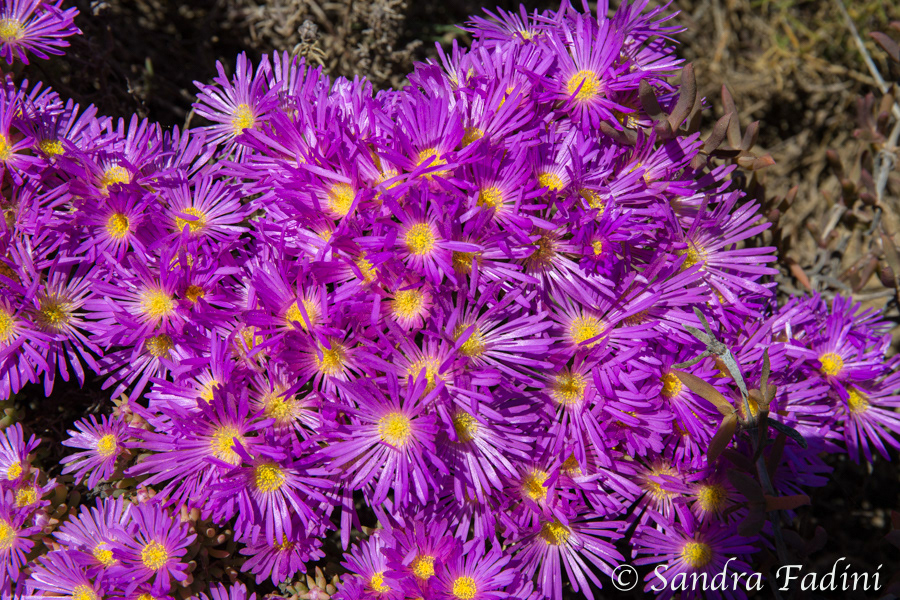 Flora SA 02