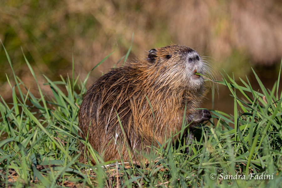 Nutria (Myocastor coypus) 05 - Jungtier