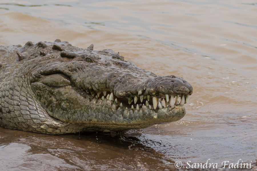 Spitzkrokodil (Crocodylus acutus) 03 - Costa Rica