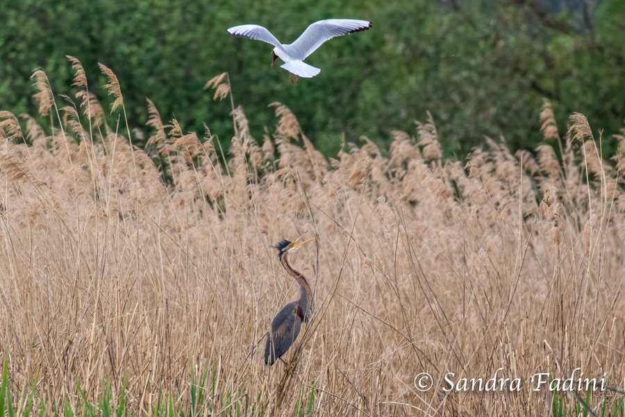 Purpurreiher (Ardea purpurea) 06 - Angriff einer Lachmöwe
