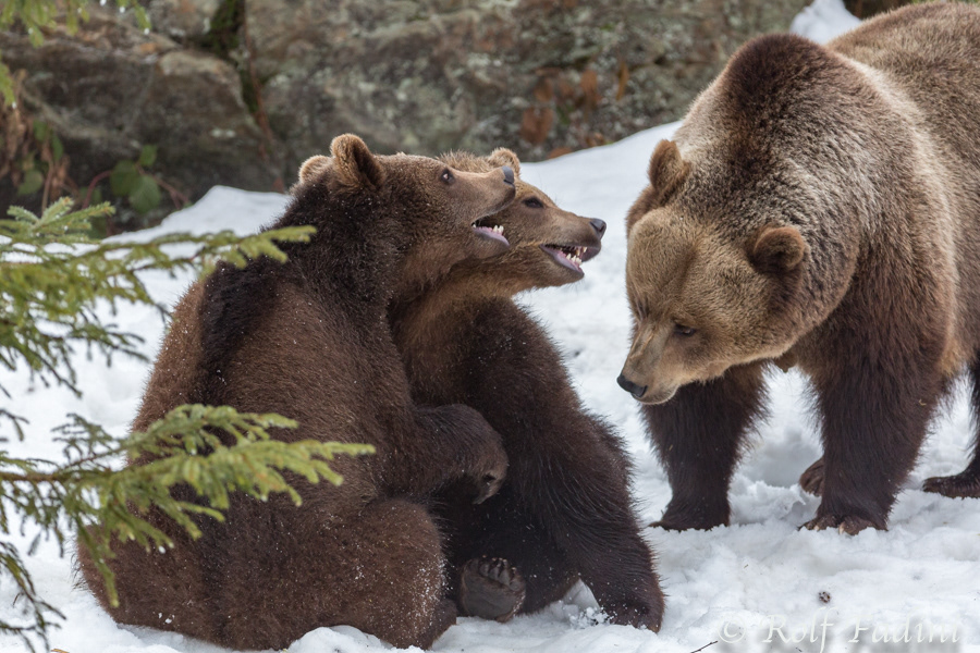 Braunbär (Ursus arctos) 01 - captive