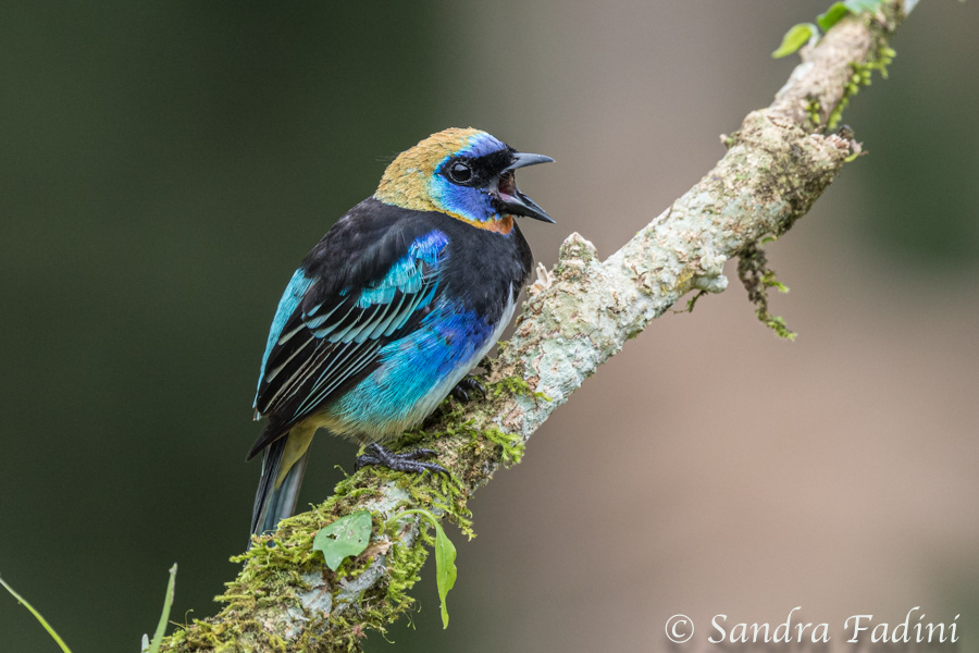 Purpurmaskentangare (Tangara larveta) 01 - Costa Rica