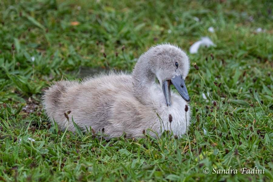 Höckerschwan (Cygnus olor) 16 - Jungtier