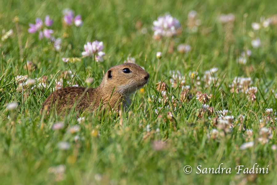 Europäischer Ziesel (Spermophilus citellus) 03 - Österreich