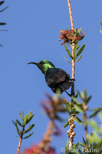 Kleiner Bindennektarvogel (Cinnyris bifasciatus) 01 - Namibia