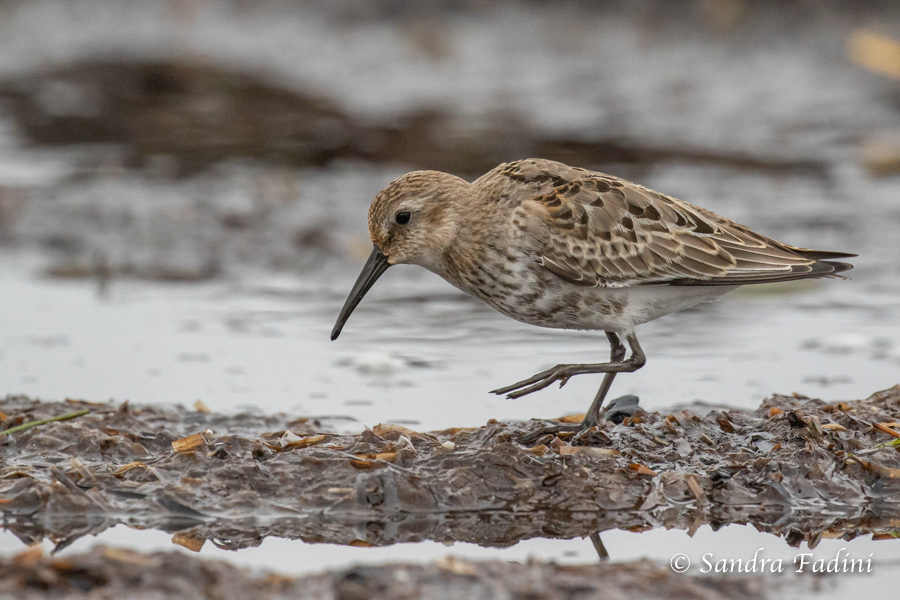 Alpenstrandläufer (Calidris alpina) 02