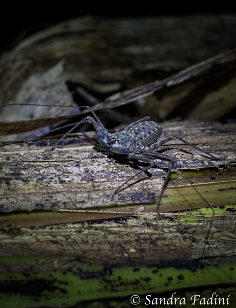 Geisselspinne (paraphrynus) 01 - Costa Rica