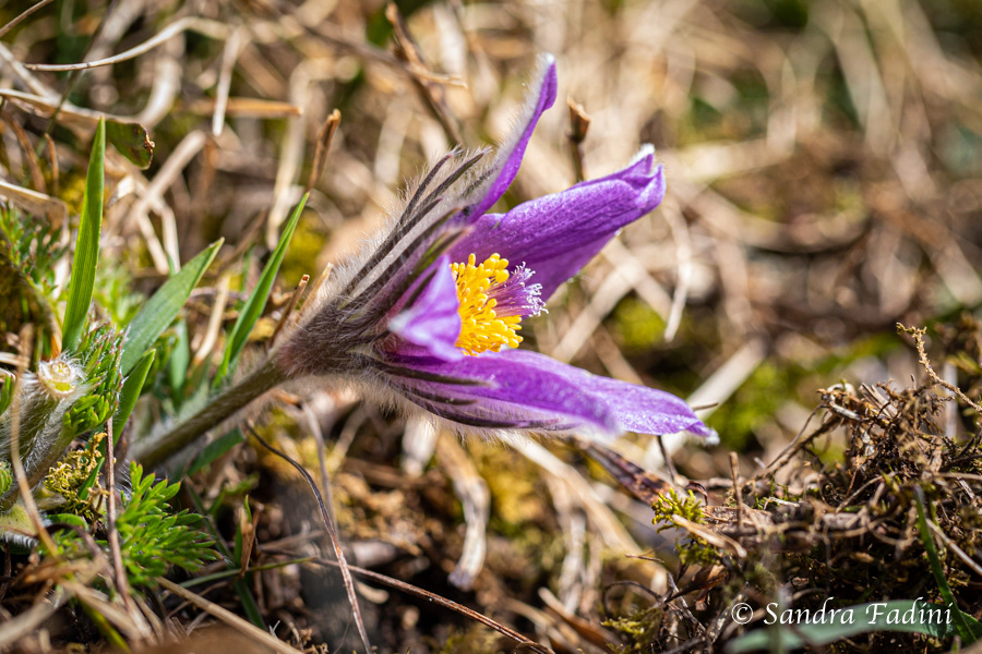 Gewöhnliche Küchenschelle (Pulsatilla vulgaris) 05