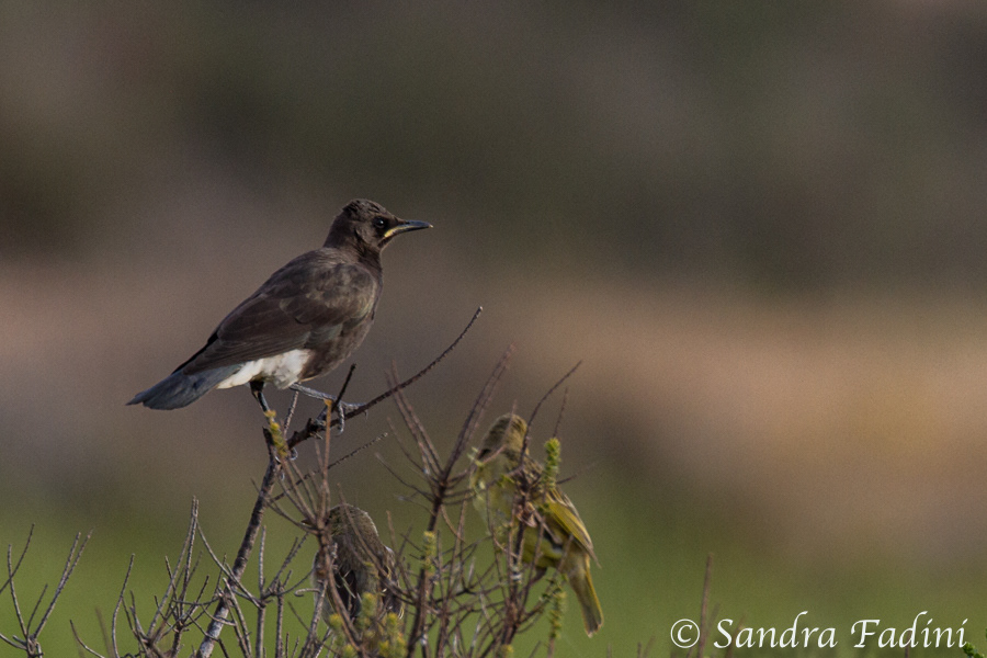 Zweifarben-Glanzstar (Lamprotornis bicolor) 02 - Jungvogel (Südafrika)