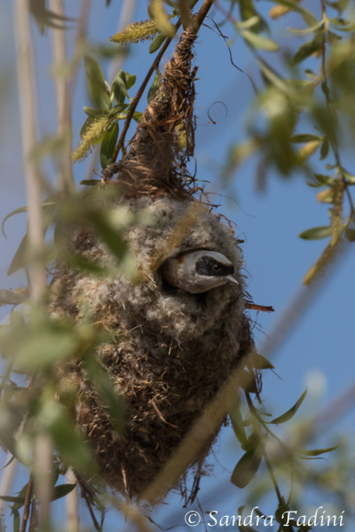 Beutelmeise (Remiz pendulinus) 01 - im Nest (Rumänien)