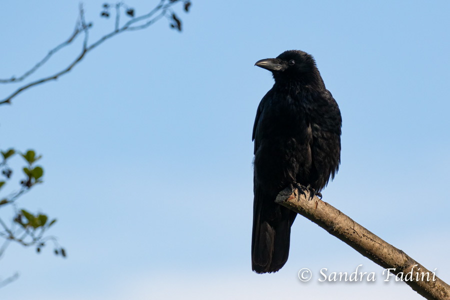 Aaskrähe (Corvus corone) 03 - Rabenkrähe-Morphe