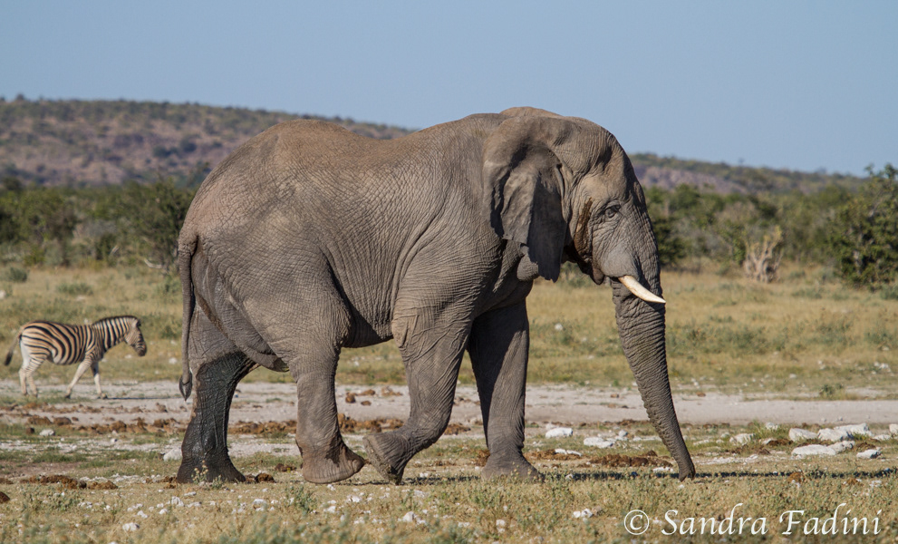 Afrikanischer Elefant (Loxodonta africana) 07 - Namibia