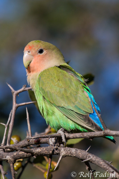 Rosenköpfchen (Agapornis roseicollis) 01 - Weibchen (Namibia)