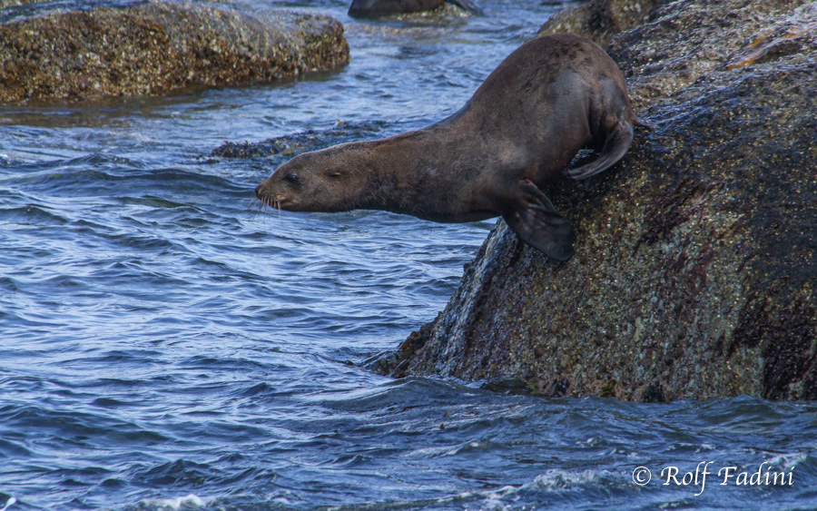 Südafrikanischer Seebär (Arctocephalus pusillus) 21 - Südafrika