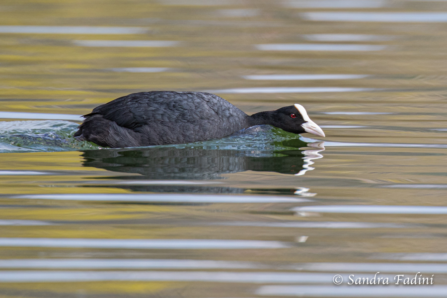 Blässhuhn (Fulica atra) 08