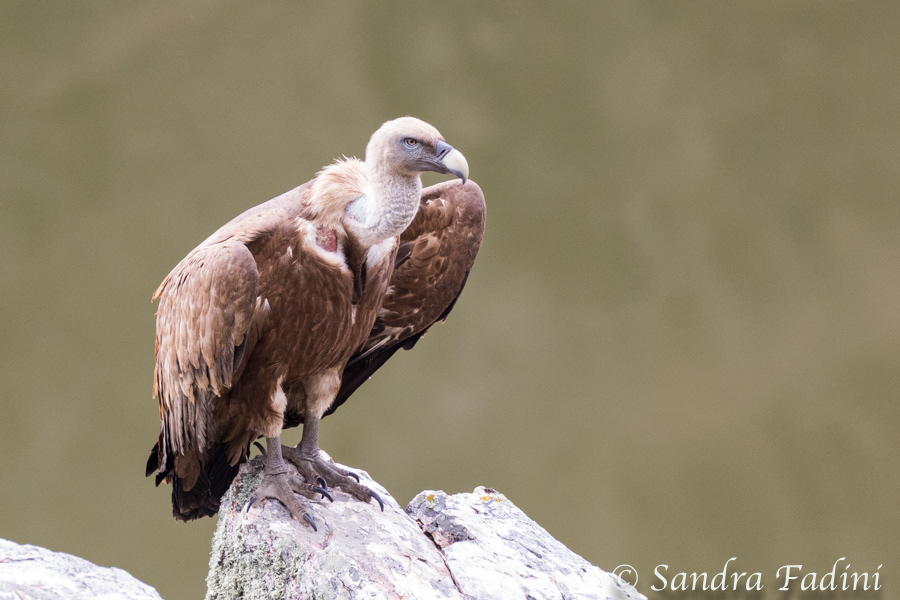 Gänsegeier (Gyps fulvus) 08 - Spanien