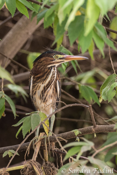 Amerikanische Zwergdommel (Ixobrychus exilis) 01 - Costa Rica