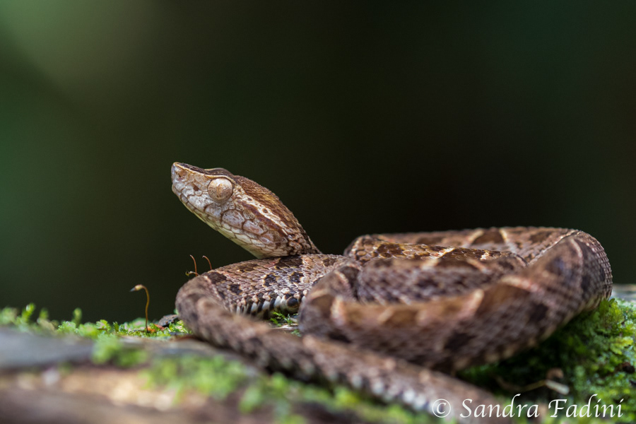 Terciopelo-Lanzenotter (Bothrops asper) 01 - Costa Rica