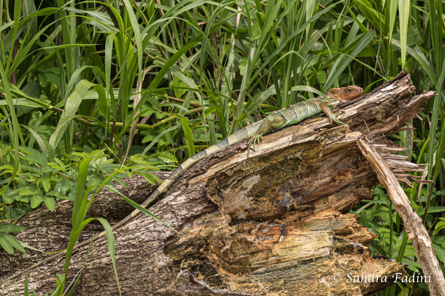Grüner Leguan (Iguana iguana) 07 - Männchen mit Balzfärbung (Costa Rica)