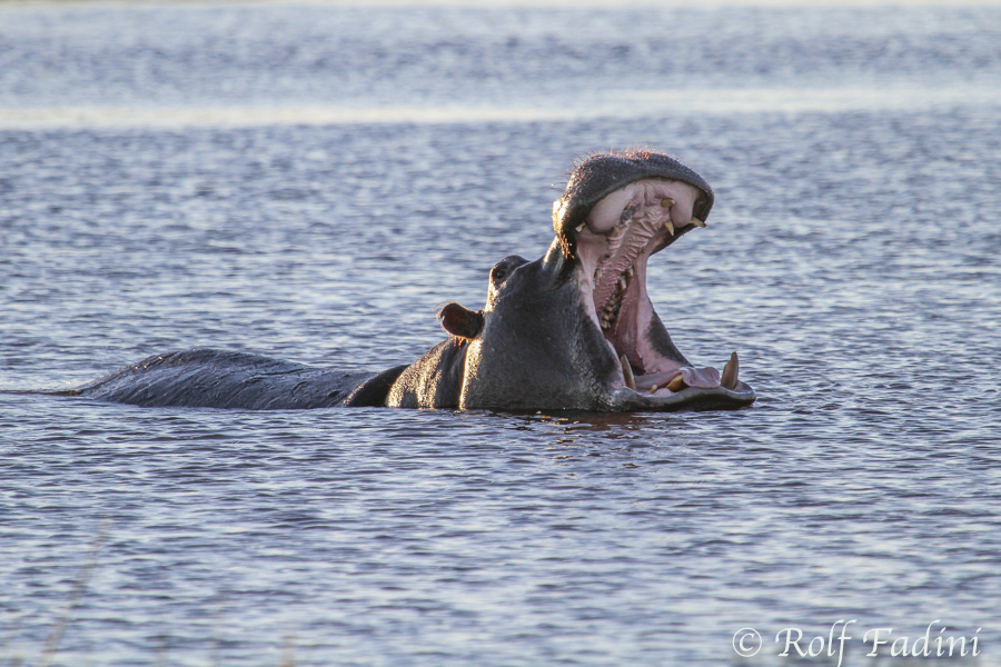 Flusspferd (Hippopotamus amphibius) 06 - Botswana
