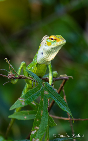 Sägerückenagame (Calotes Calotes) 04 - Weibchen (Sri Lanka)