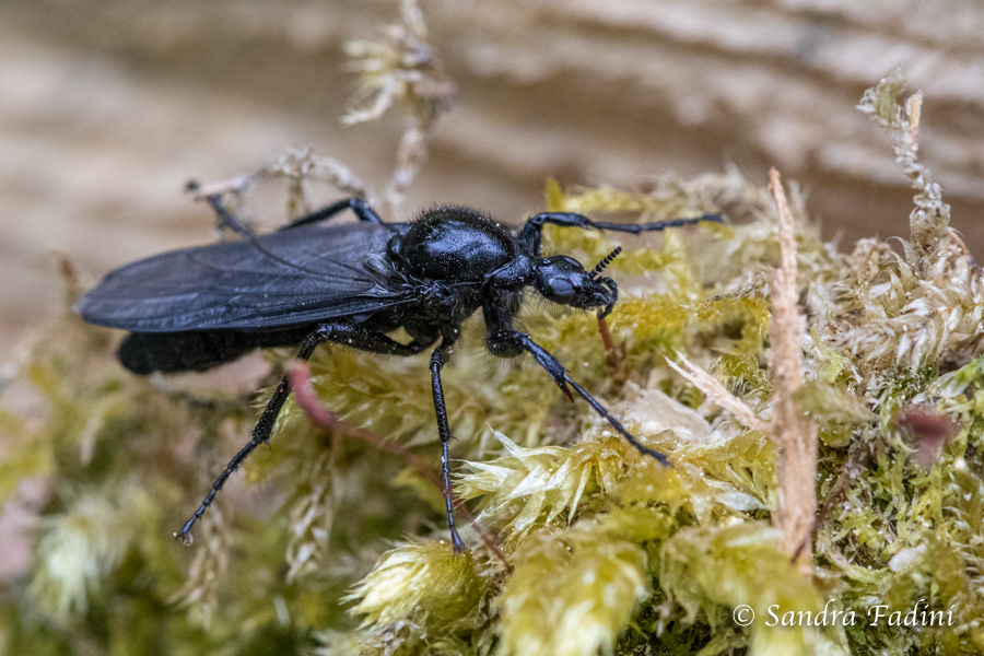 Dunkelflügelige Haarmücke (Dilophus febrilis) 01 - Weibchen