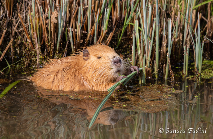 Nutria (Myocastor coypus) 02 - Jungtier mit hellem Fell