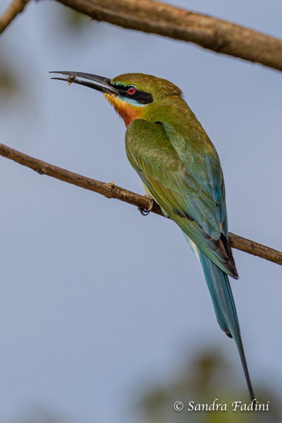 Blauschwanzspint (Merops philippinus) 05 - Sri Lanka